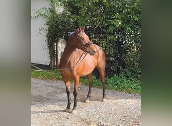 Irish Sport Horse, Stute, 7 Jahre, 164 cm, Brauner, in Lage,