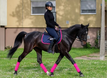 Węgierski koń sportowy Mix, Wałach, 8 lat, 160 cm, Ciemnogniada, in Győr,