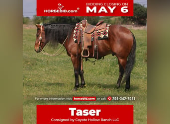 Quarter horse américain, Hongre, 5 Ans, 150 cm, Bai cerise, in Waterford,