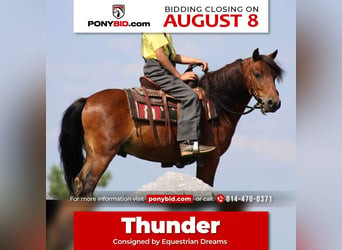 Plus de poneys/petits chevaux, Hongre, 9 Ans, 109 cm, Bai cerise, in Rebersburg, PA,