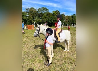 More ponies/small horses, Gelding, 17 years, 12 hh, Gray, in Limerick,