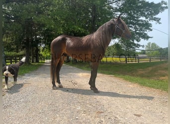 Rocky Mountain Horse, Gelding, 7 years, Brown, in Winchester, KY,