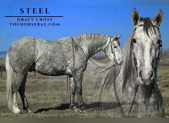 Draft Horse, Gelding, 4 years, 15 hh, , in Powell, WY