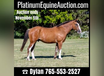 American Quarter Horse, Gelding, 5 years, 16 hh, Roan-Bay, in Van Horne IA,