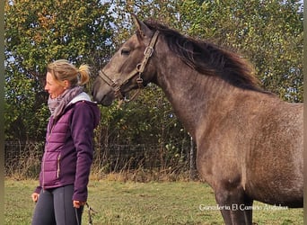 PRE, Stallion, 2 years, 15.2 hh, Gray, in Polenz,