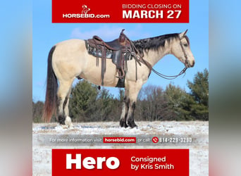 Quarter horse américain, Hongre, 12 Ans, Buckskin, in Clarion, PA,