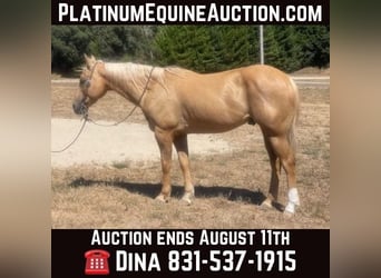 Caballo cuarto de milla, Caballo castrado, 12 años, 155 cm, Palomino, in Paicines Ca