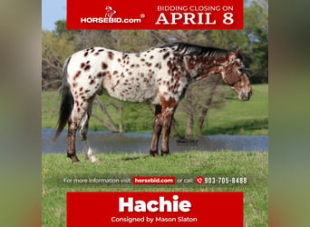 American Quarter Horse, Wallach, 8 Jahre, in Canton,