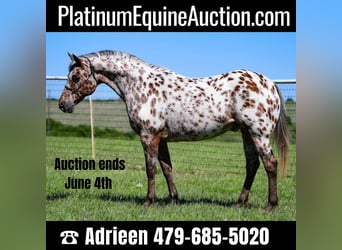 American Quarter Horse, Ruin, 6 Jaar, 142 cm, Donkere-vos, in cANTON tx,