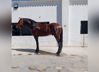 Andaluces, Semental, 3 años, 172 cm, Castaño, in Terrassa