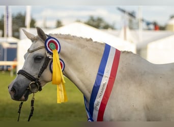 Poney de selle allemand, Jument, 18 Ans, 146 cm, Gris, in Hohenlockstedt,