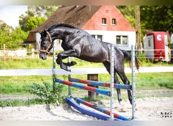 Koń holsztyński, Ogier, 2 lat, 175 cm, Siwa jabłkowita, in Bobrowice
