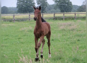 Hengst 