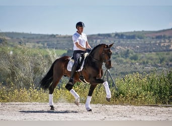 PRE, Semental, 10 años, 168 cm, Castaño, in Andujar