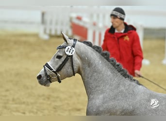 German Riding Pony, Stallion, 4 years, 14.1 hh, Gray-Dapple, in Hohenems,