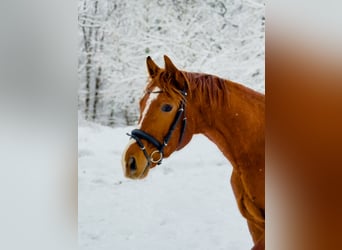 Oldenburgo, Caballo castrado, 3 años, 169 cm, Alazán, in Fuldabrück