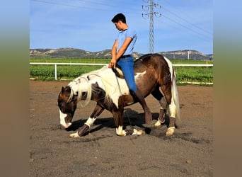 Mustang (canadees) Mix, Hengst, 7 Jaar, 158 cm, Gevlekt-paard, in Puertollano,