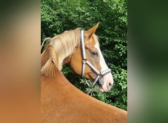 Mare 12 years