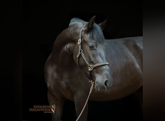 PRE Mix, Mare, 4 years, 15 hh, Black, in Traventhal,