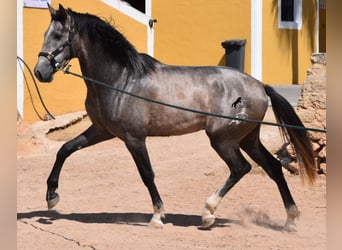 Andaluces, Semental, 2 años, 170 cm, Tordo, in Menorca,