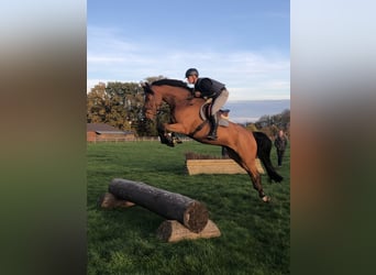 Gelding 8 years