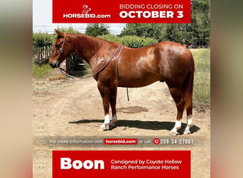 Quarter horse américain, Hongre, 10 Ans, 152 cm, Alezan cuivré, in Waterford, CA,