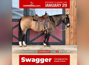 American Quarter Horse, Gelding, 10 years, 14.2 hh, Buckskin, in Rebersburg,