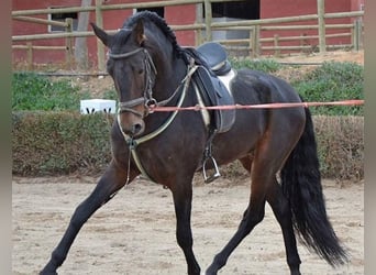 PRE, Stallion, 17 years, 16 hh, Bay, in Madrid,