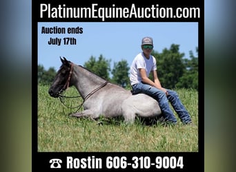 Kentucky Mountain Saddle Horse, Hongre, 5 Ans, 147 cm, Rouan Bleu, in Whitley City KY,