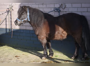 Shetland Ponys, Merrie, 5 Jaar, 107 cm, Zwart, in Achtmaal