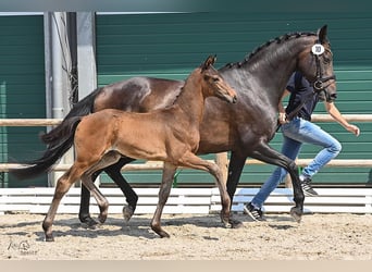 Oldenburg, Stallion, Foal (05/2024), Bay-Dark, in Wagenfeld,