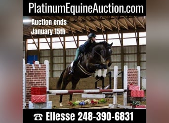 American Quarter Horse, Stute, 6 Jahre, 168 cm, Rotbrauner, in highland MI,