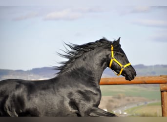 Friesian horses, Stallion, 3 years, 16 hh, Black, in Ochtendung,