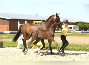 Hannoveraan, Hengst, veulen (05/2024), Zwart, in Raddestorf,