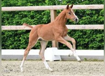 Oldenbourg, Étalon, Poulain (04/2026), Alezan, in Vechta