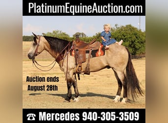 American Quarter Horse, Gelding, 11 years, 14.3 hh, Buckskin, in Cleburne TX,