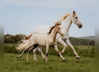 Merrie 2 Jaar