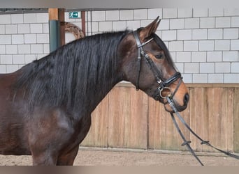 Cheval de sport espagnol, Jument, 10 Ans, 158 cm, Bai brun, in Oud gastel,
