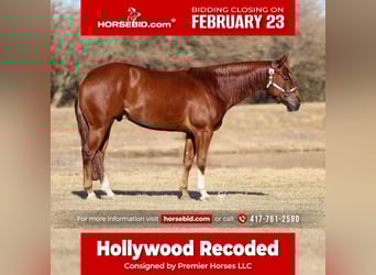 American Quarter Horse, Castrone, 5 Anni, 150 cm, Sauro ciliegia, in Buffalo