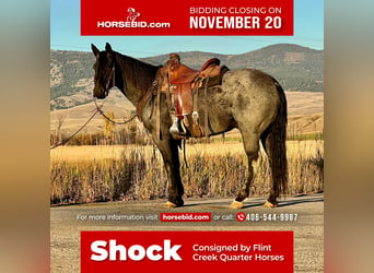 Quarter horse américain, Hongre, 12 Ans, 152 cm, Rouan Bleu, in Drummond, MT,