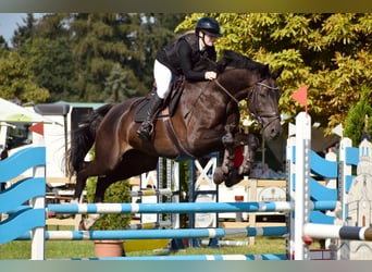 Duits sportpaard, Ruin, 8 Jaar, 178 cm, Zwartbruin, in Leipzig