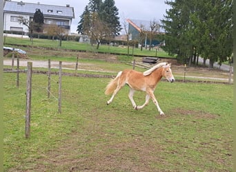 Haflinger, Stallion, 2 years, Chestnut-Red, in Ringgau -Rittmannshausen,