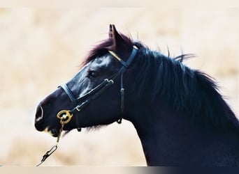 Welsh D (Cob), Stallion, 9 years, 14.3 hh, Smoky-Black, in Plzeň,