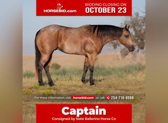 Quarter horse américain, Hongre, 7 Ans, 155 cm, Isabelle, in Waco,