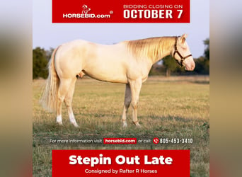 American Quarter Horse, Wałach, 2 lat, 150 cm, Perlino, in Collinsville, TX,