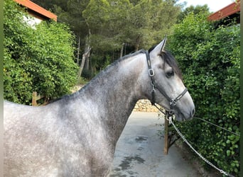 PRE Mix, Stallion, 9 years, 16 hh, Gray, in Barcelona,