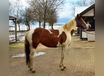 American Quarter Horse Mix, Merrie, 5 Jaar, 153 cm, Gevlekt-paard, in Künzell,