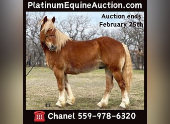 American Quarter Horse, Gelding, 7 years, 14.1 hh, Chestnut, in Jacksboro TX,