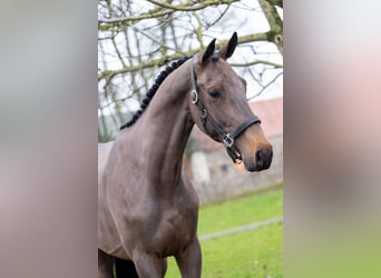 Belgisch Warmbloed, Hengst, 3 Jaar, 164 cm, Donkerbruin, in Wijchmaal