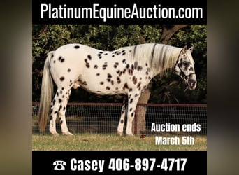 American Quarter Horse, Ruin, 11 Jaar, 152 cm, Wit, in Jacksboro TX,